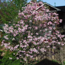 Magnolia ‘Galaxy’ (Magnolia) in full bloom.