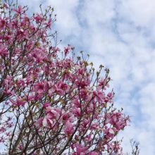 Magnolia ‘Galaxy’ (Magnolia) branches.