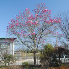 Magnolia ‘Galaxy’ (Magnolia) as a focal point.