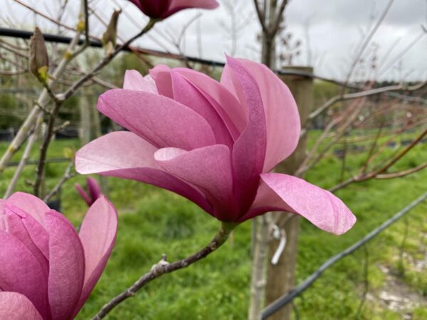 <i>Magnolia</i> 'Galaxy'