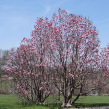 Magnolia ‘Galaxy’ (Magnolia) trees in winter/spring.