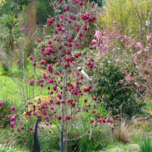 Magnolia 'Genie' (Magnolia) small tree.