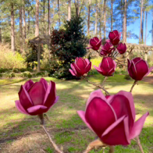 Magnolia 'Genie' (Magnolia) flowers on branches.