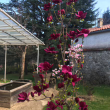 Magnolia 'Genie' (Magnolia) spring form.