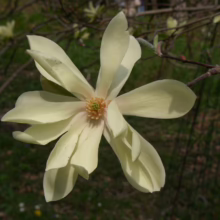 Magnolia ‘Gold Star’ (Magnolia) single flower.