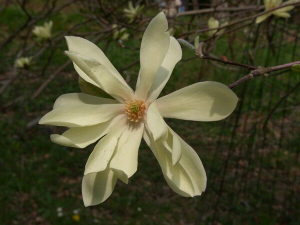 <i>Magnolia</i> 'Gold Star' - Image 2