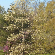 Magnolia ‘Gold Star’ (Magnolia) in spring.