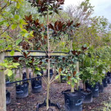 160L Magnolia grandiflora ‘Blanchard’ (Evergreen Magnolia) at Leafland