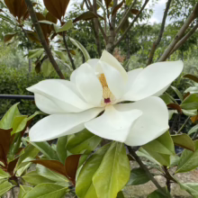 Magnolia grandiflora ‘Blanchard’ (Evergreen Magnolia) flower.