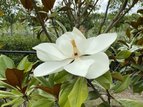 <i>Magnolia grandiflora</i> 'Blanchard' - Image 2