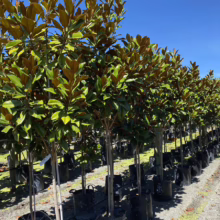 Magnolia grandiflora ‘Blanchard’ (Evergreen Magnolia) at Leafland.