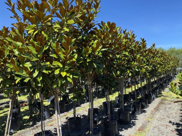 <i>Magnolia grandiflora</i> 'Blanchard' - Image 3