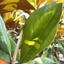 Magnolia grandiflora ‘Blanchard’ (Evergreen Magnolia) leaf.