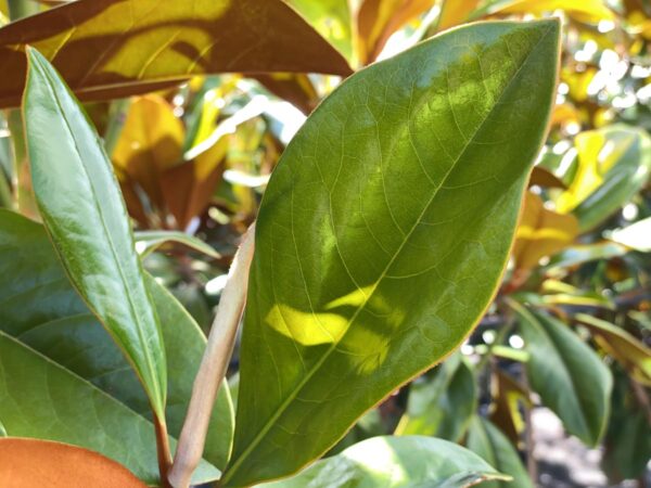 <i>Magnolia grandiflora</i> 'Blanchard' - Image 4