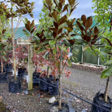 45L Magnolia grandiflora ‘Blanchard’ (Evergreen Magnolia) at Leafland.