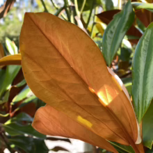 Magnolia grandiflora ‘Blanchard’ (Evergreen Magnolia) underside of leaf.