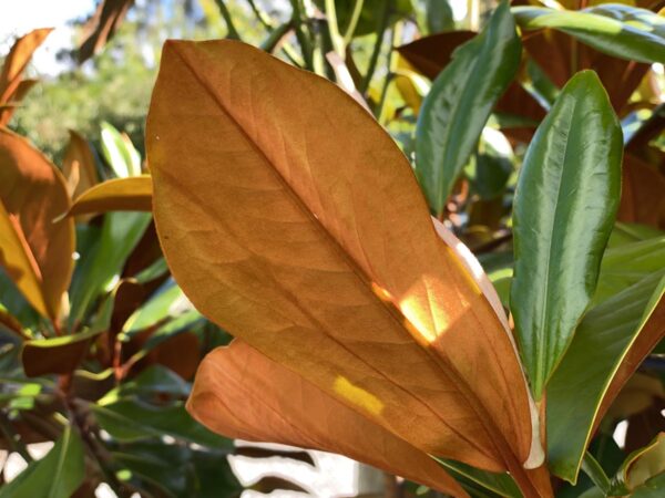 <i>Magnolia grandiflora</i> 'Blanchard' - Image 5