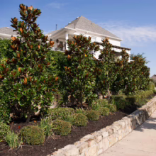 Magnolia grandiflora ‘Blanchard’ (Evergreen Magnolia) as a driveway tree.