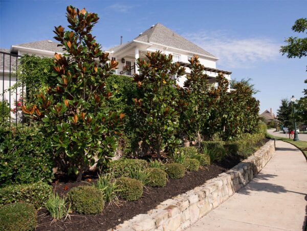 <i>Magnolia grandiflora</i> 'Blanchard' - Image 6