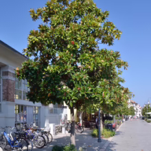 Magnolia grandiflora ‘Blanchard’ (Evergreen Magnolia) as a street tree.