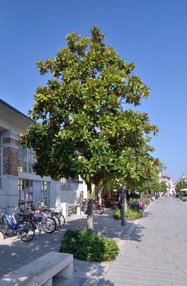 <i>Magnolia grandiflora</i> 'Blanchard' - Image 7