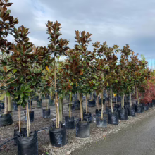 80L Magnolia grandiflora ‘Blanchard’ (Evergreen Magnolia) at Leafland