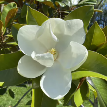 Magnolia grandiflora ‘Ferruginea’ (Evergreen Magnolia) flower.