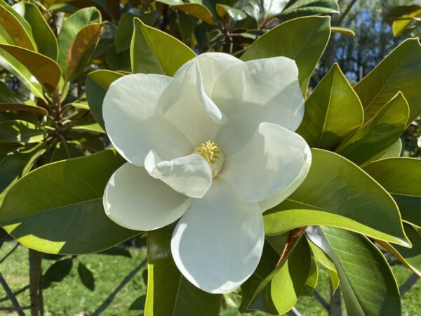 <i>Magnolia grandiflora</i> 'Ferruginea' - Image 2