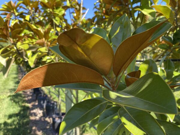 <i>Magnolia grandiflora</i> 'Ferruginea' - Image 3