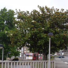 Magnolia grandiflora ‘Ferruginea’ (Evergreen Magnolia) as a street tree.