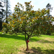 Magnolia grandiflora ‘Ferruginea’ (Evergreen Magnolia) small tree.