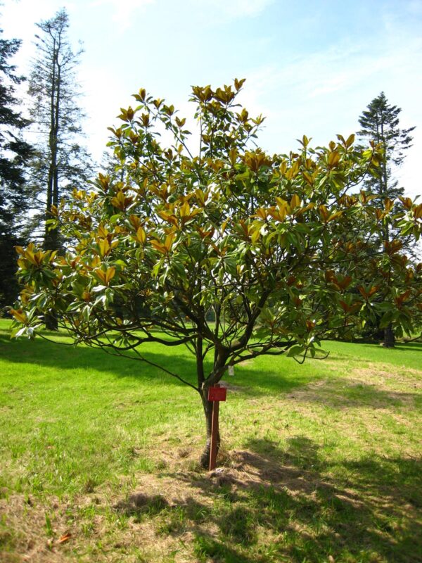 <i>Magnolia grandiflora</i> 'Ferruginea' - Image 5