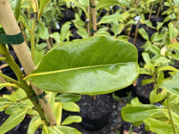 <i>Magnolia grandiflora</i> 'Jade Emperor' - Image 2