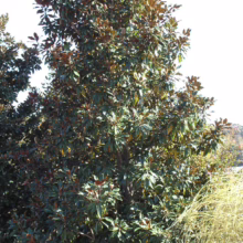 Magnolia grandiflora ‘Kay Parris’ (Evergreen Magnolia) bush.