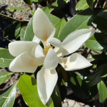Magnolia grandiflora ‘Kay Parris’ (Evergreen Magnolia) flower.