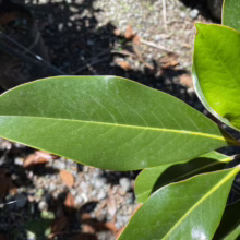 Magnolia grandiflora ‘Kay Parris’ (Evergreen Magnolia) leaf.
