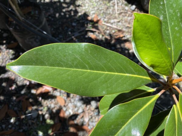 <i>Magnolia grandiflora</i> 'Kay Parris' - Image 4