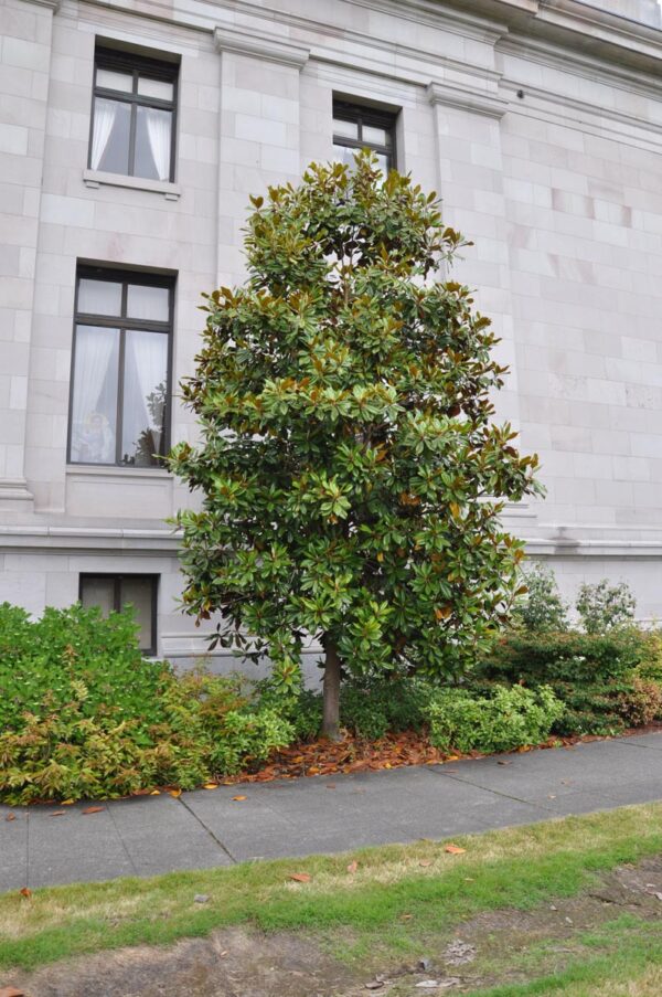 <i>Magnolia grandiflora</i> 'Kay Parris'