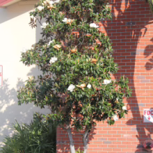 Magnolia grandiflora 'Little Gem' (Evergreen Magnolia)