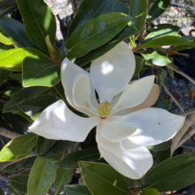 Magnolia grandiflora 'Little Gem' (Evergreen Magnolia) Flower