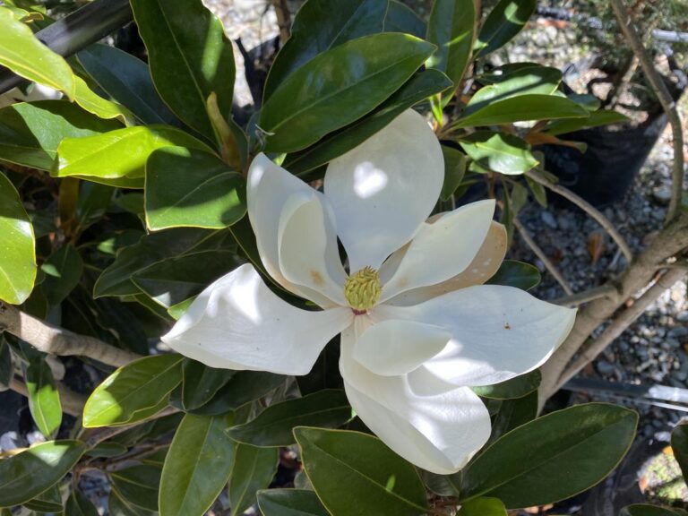 Magnolia grandiflora 'Little Gem' (Evergreen Magnolia) Flower