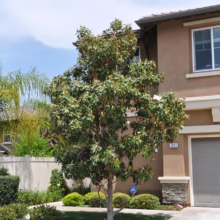 Magnolia grandiflora 'Little Gem' (Evergreen Magnolia)