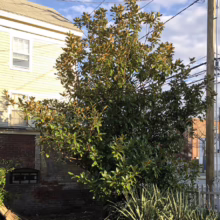 Magnolia grandiflora 'Little Gem' (Evergreen Magnolia)