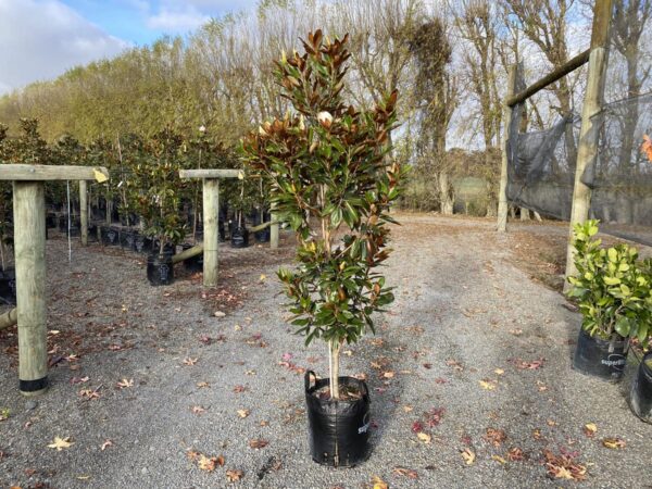 <i>Magnolia grandiflora</i> 'Little Gem' - Image 5