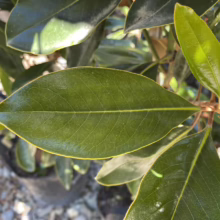Magnolia grandiflora 'Little Gem' (Evergreen Magnolia) Foliage