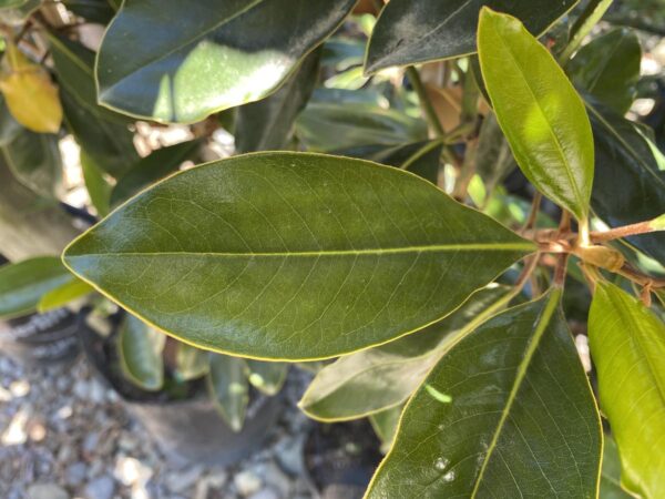 <i>Magnolia grandiflora</i> 'Little Gem' - Image 6