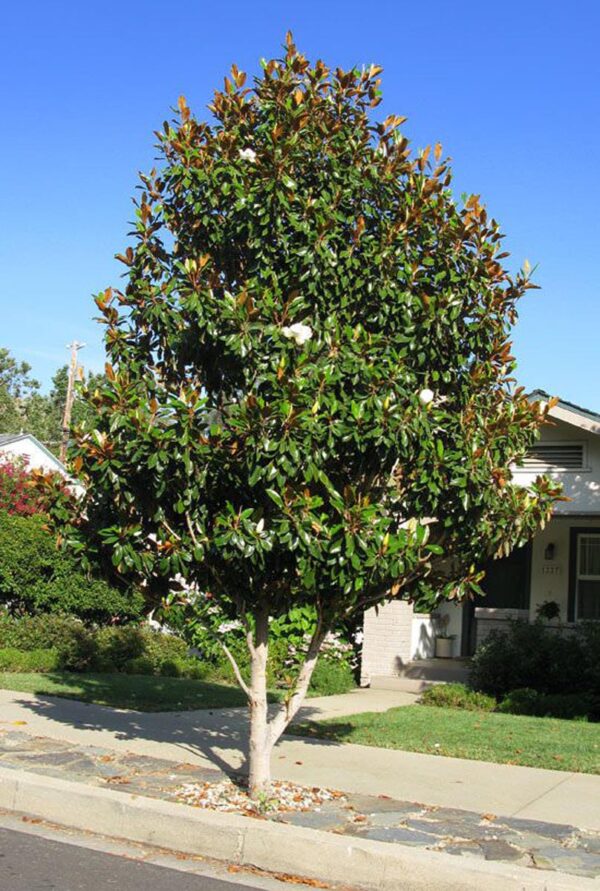 <i>Magnolia grandiflora</i> 'Little Gem'