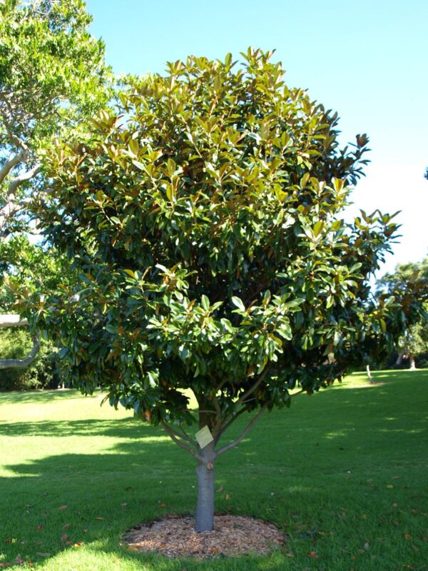 <i>Magnolia grandiflora</i> 'Little Gem' - Image 9