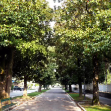Magnolia grandiflora ‘Main Street’ (Evergreen Magnolia) as an avenue.