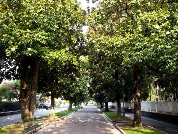 <i>Magnolia grandiflora</i> 'Main Street' - Image 2